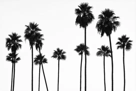 Palmier black california - affiche palmier noir et blanc