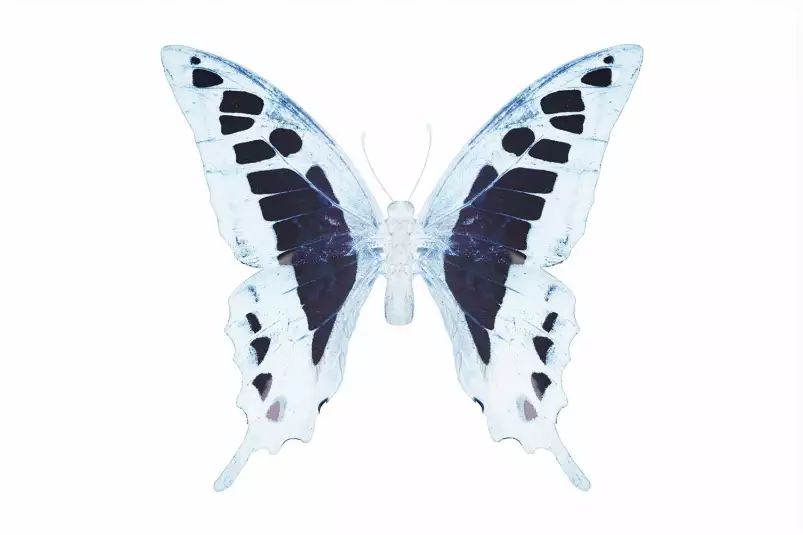 Papillon de nuit blanc bleu - affiche animaux