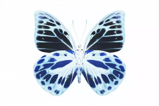 Papillon de nuit bleu - affiche animaux