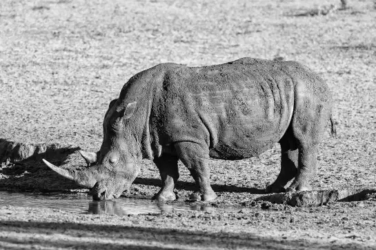 Rhino en savane - poster animaux