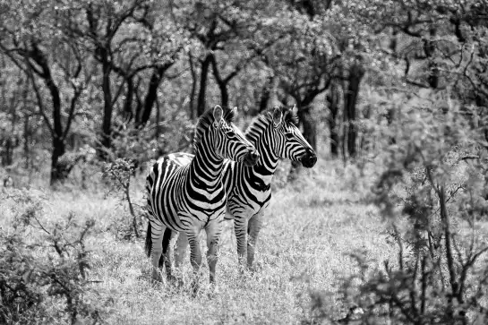 Savane en noir et blanc - poster animaux