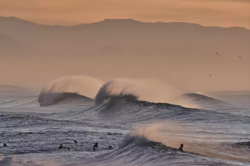 Plage hossegor mouettes au pic - poster ocean