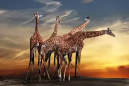 Girafes meeting - portrait animaux
