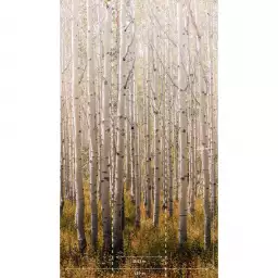 Forêt de bouleaux - tapisserie panoramique