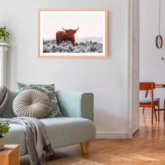 Vache highland sous la neige - affiche animaux