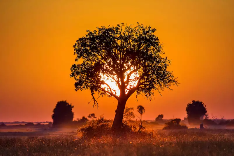 La savane - poster paysage