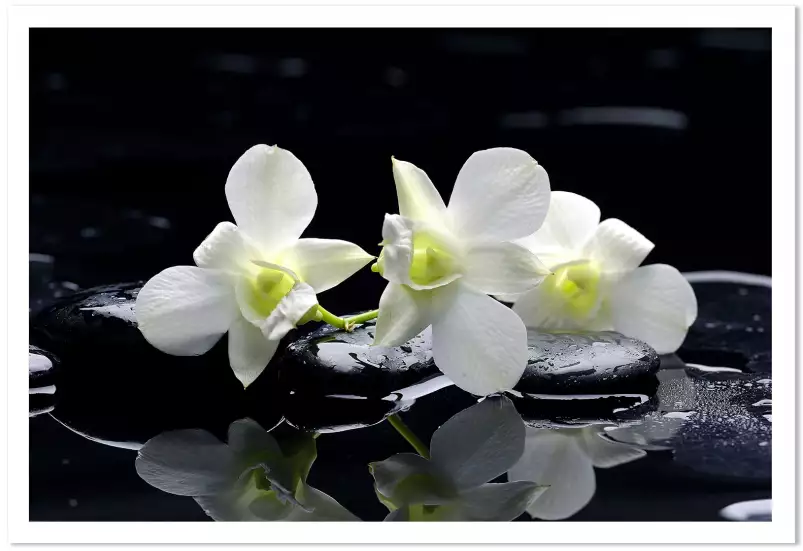 Orchidée blanche - poster zen