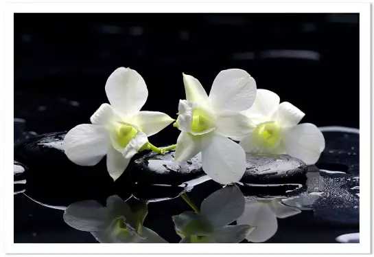 Orchidée blanche - poster zen