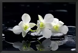 Orchidée blanche - poster zen