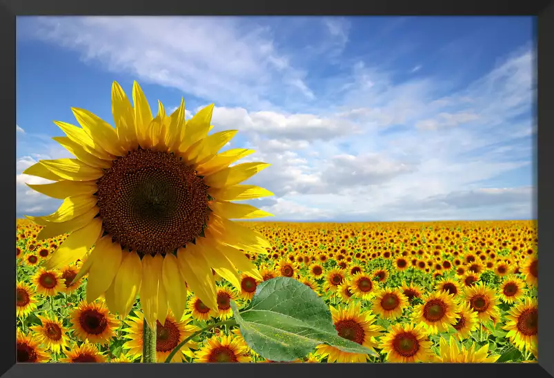 Tournesol - tableau plante