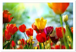 Tulipes - affiche nature