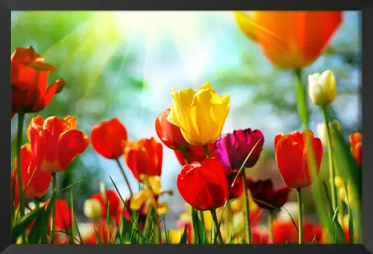 Tulipes - affiche nature