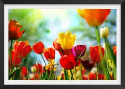 Tulipes - affiche nature