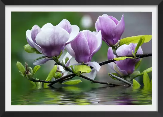 Magnolia - tableau fleurs
