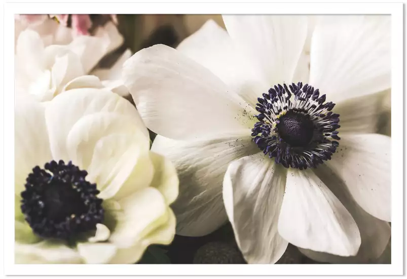 Fleur blanche au coeur violet - poster plantes