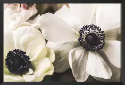 Fleur blanche au coeur violet - poster plantes