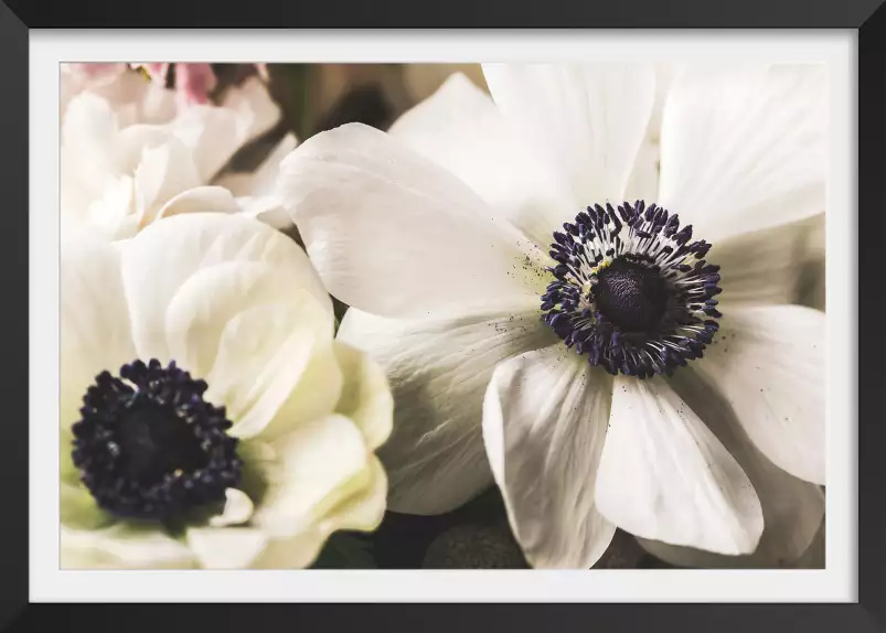 Fleur blanche au coeur violet - poster plantes