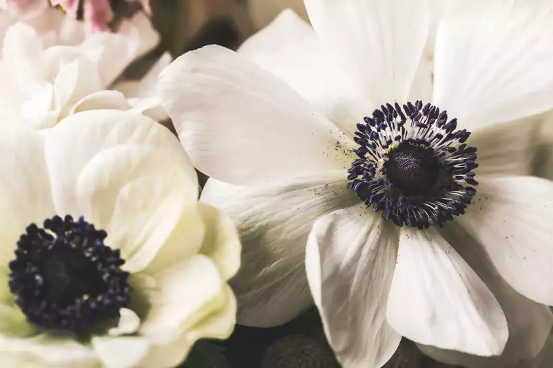 Fleur blanche au coeur violet - poster plantes