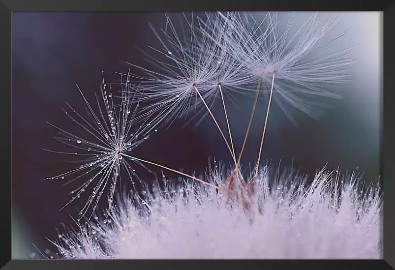 Dandelion seeds - tableau plante