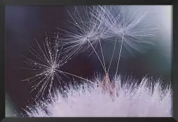 Dandelion seeds - tableau plante