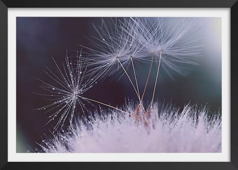 Dandelion seeds - tableau plante