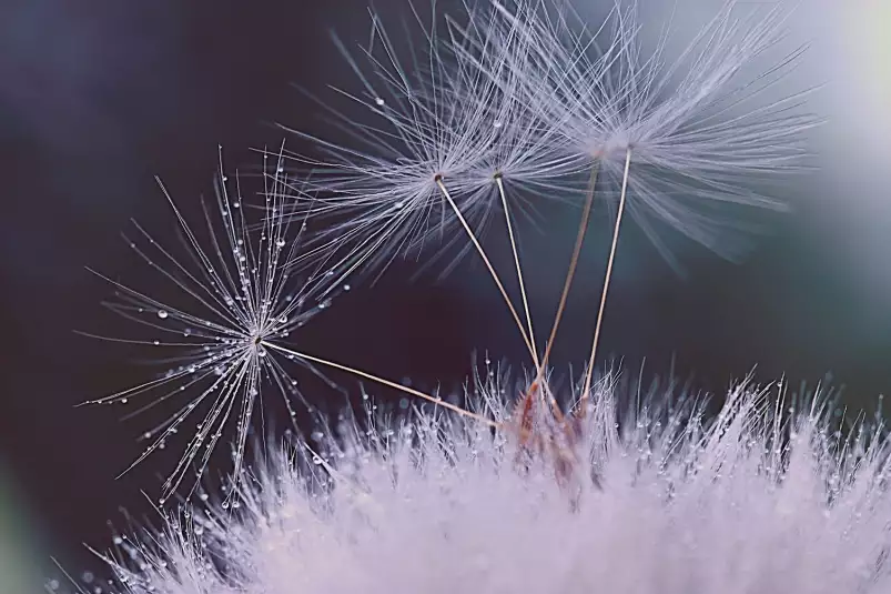 Dandelion seeds - tableau plante