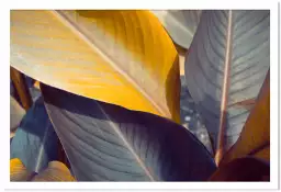 Palm leaves y - tableau plante