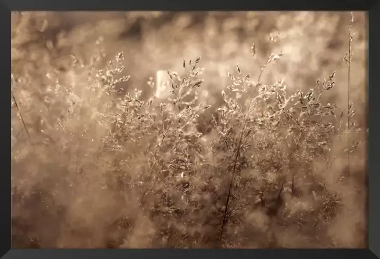 Field grass - tableau plante