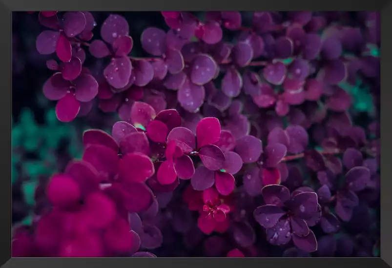 De lilas au printemps - poster romantique