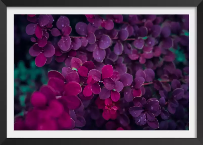 De lilas au printemps - poster romantique