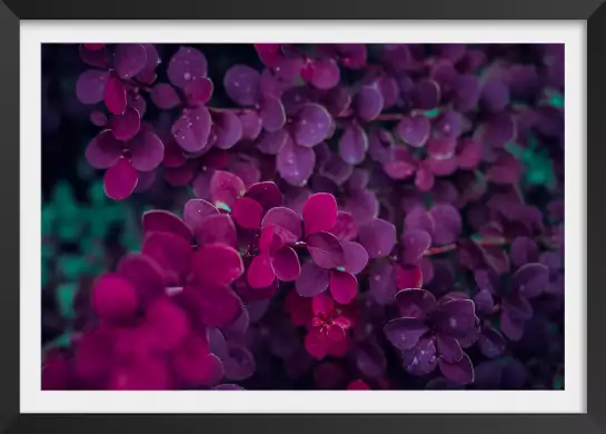 De lilas au printemps - poster romantique