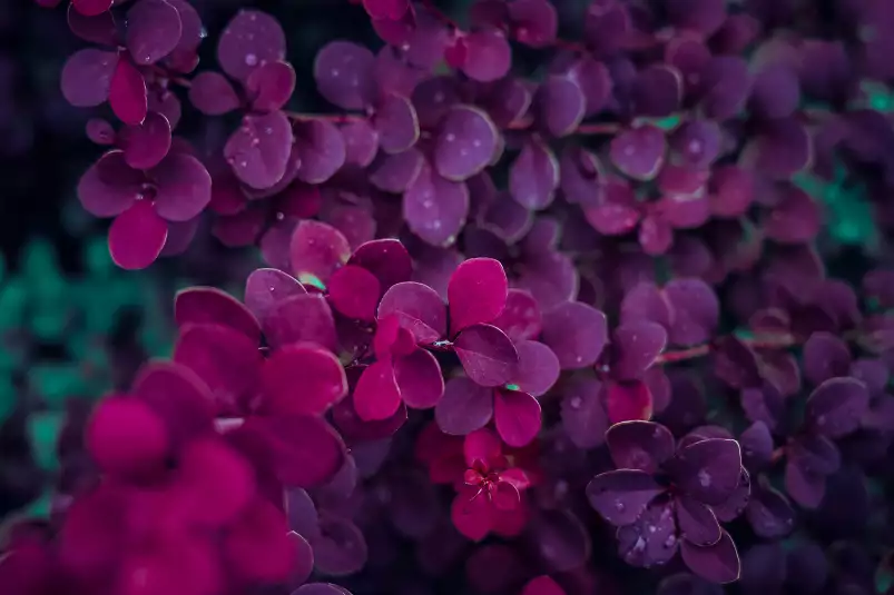 De lilas au printemps - poster romantique