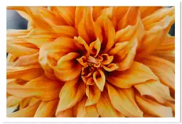 Coeur de chrysanthème - tableau plante