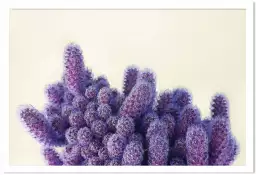Graphique violet cactus - cactus affiche