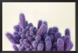 Graphique violet cactus - cactus affiche