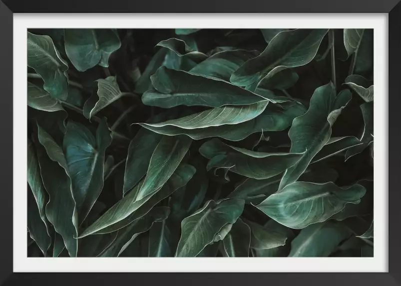 Green leaves - affiche cactus