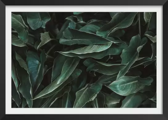 Green leaves - affiche cactus