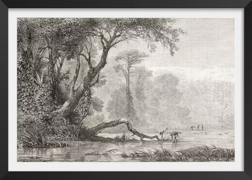 Gravure les bords du fleuve - tableau jungle