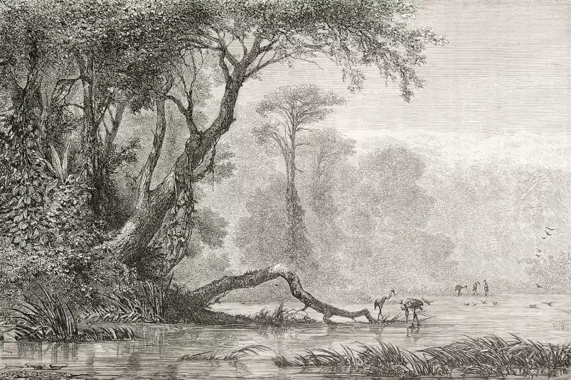 Gravure les bords du fleuve - tableau jungle