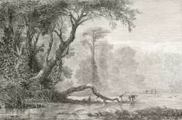 Gravure les bords du fleuve - tableau jungle