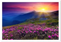 Coucher de soleil sur champ de fleurs - poster montagnes en été