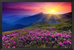 Coucher de soleil sur champ de fleurs - poster montagnes en été