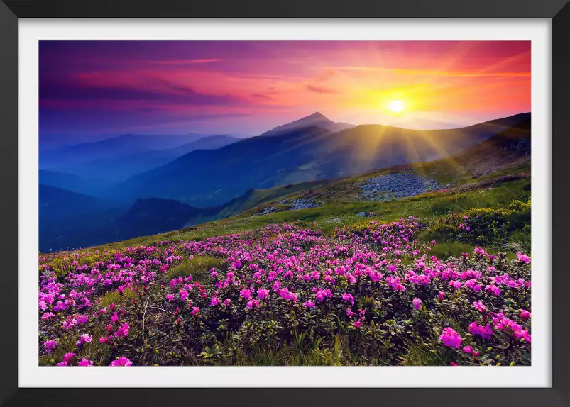 Coucher de soleil sur champ de fleurs - poster montagnes en été