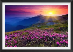 Coucher de soleil sur champ de fleurs - poster montagnes en été