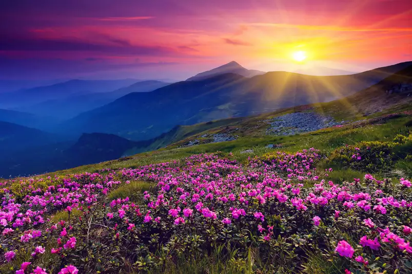 Coucher de soleil sur champ de fleurs - poster montagnes en été