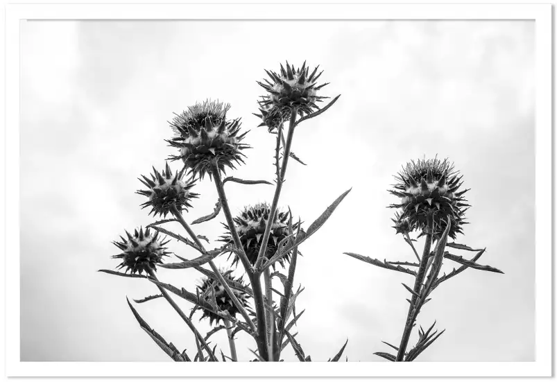Chardon noir et blanc - tableau plante