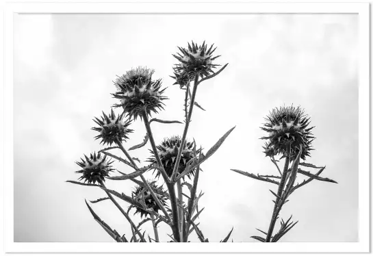 Chardon noir et blanc - tableau plante