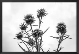 Chardon noir et blanc - tableau plante