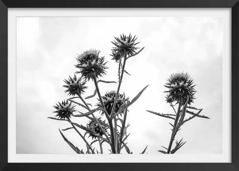 Chardon noir et blanc - tableau plante