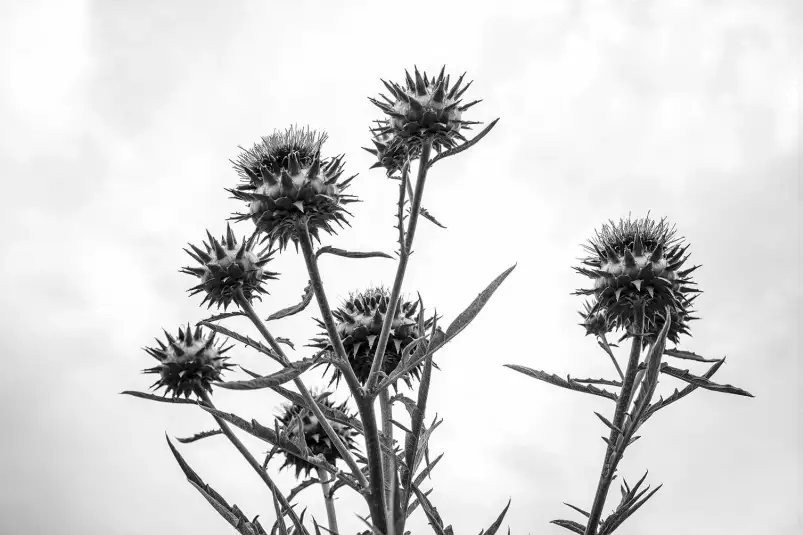 Chardon noir et blanc - tableau plante